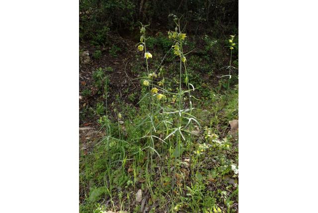 Ojai fritillaria