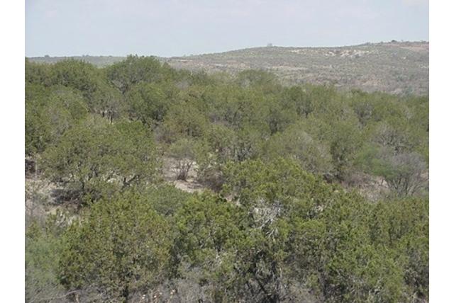 Coahuila jeneverbes