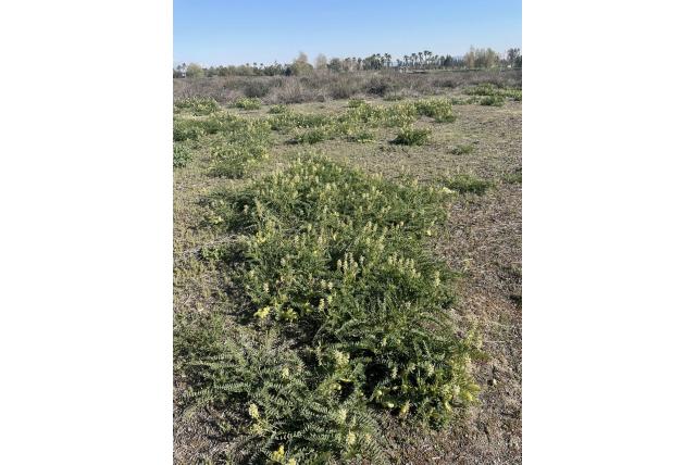 Pomona astragalus