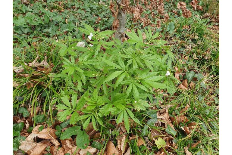 Cardamine heptaphylla -14617