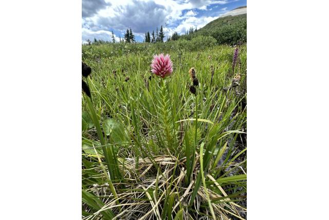 Rode peul rhodiola