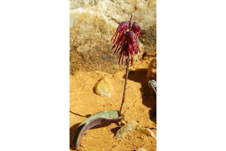Lachenalia nordenstamii 14625