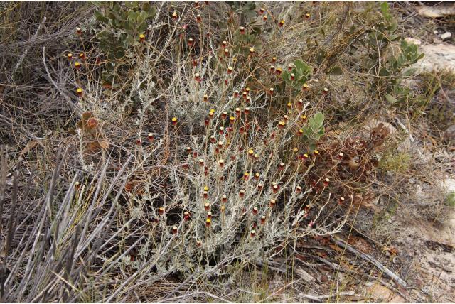 Brons syncarpha