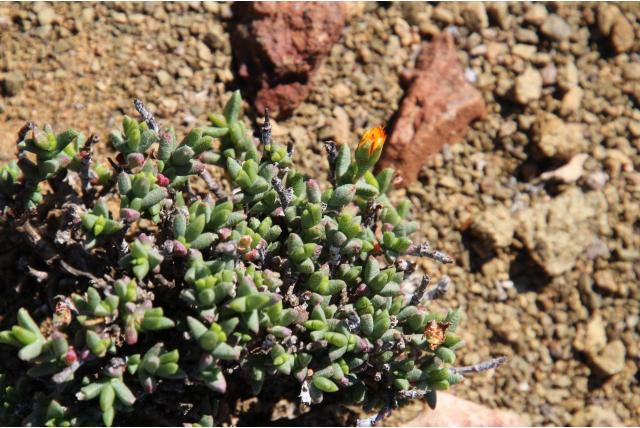 Nel's chasmatophyllum