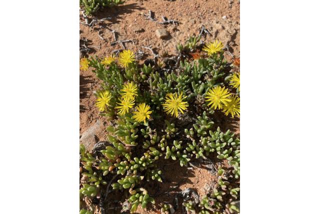 Chasmatophyllum van Willowmore