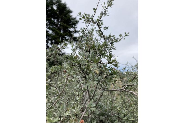 Crataegus pycnoloba&nbsp;14650