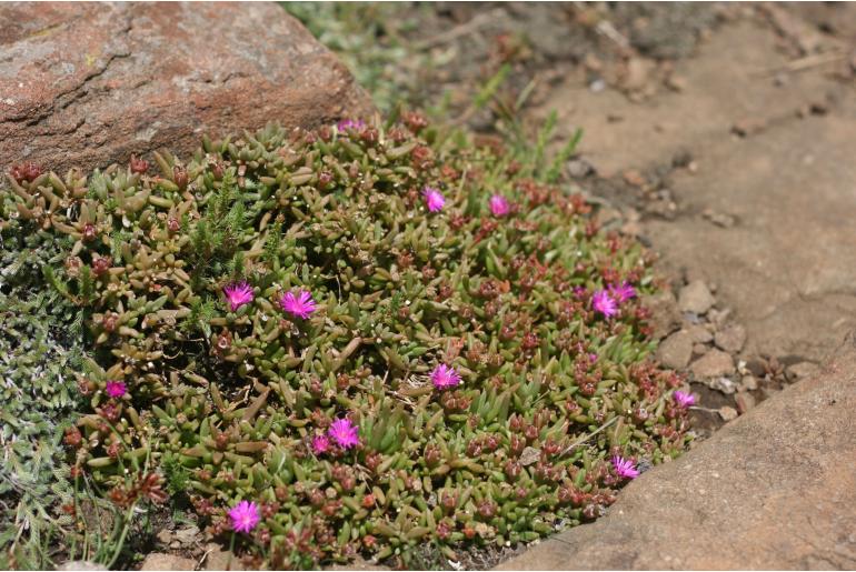 Delosperma saturatum&nbsp;14667