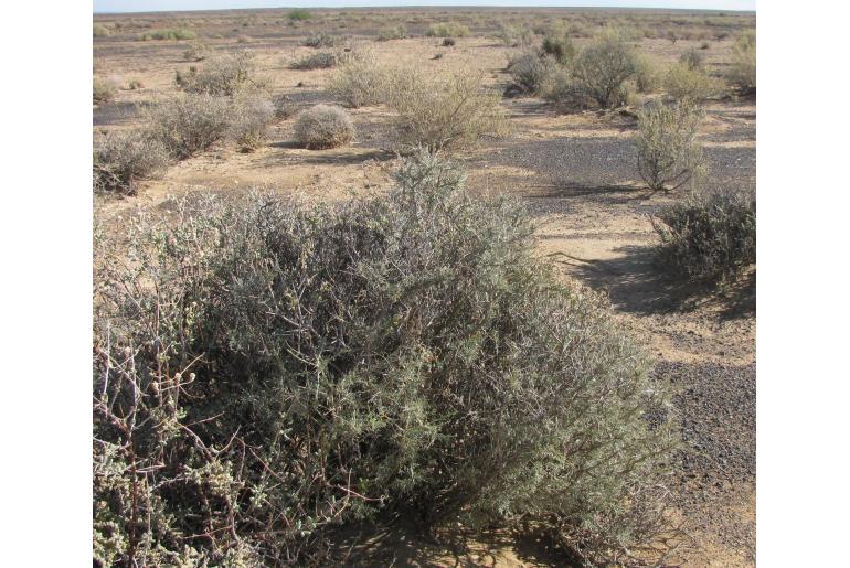 Calobota spinescens&nbsp;14668