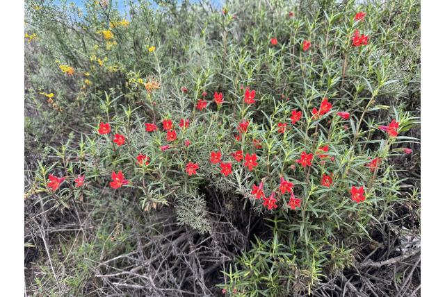 Rode mimulus