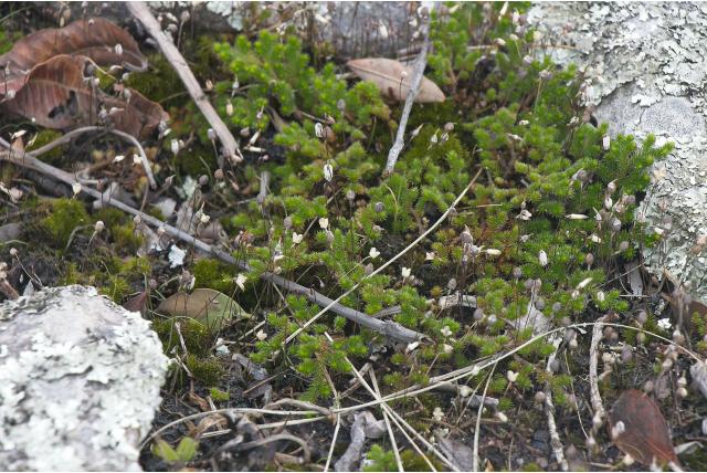 Enkelbloemige drimia