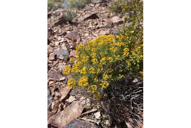 Cooper's ericameria