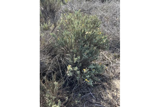 Californische ericameria