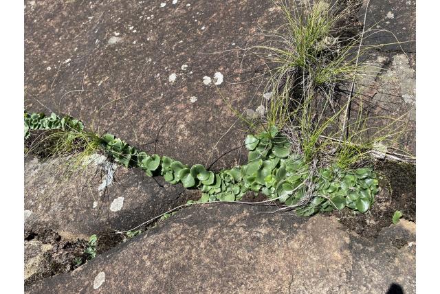 Ornithogalum-achtige eriospermum