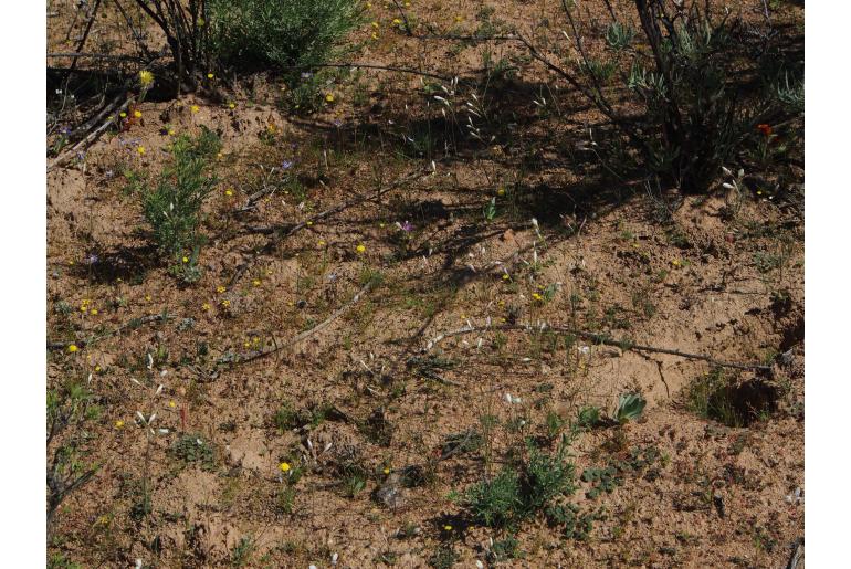 Hesperantha flexuosa&nbsp;14697