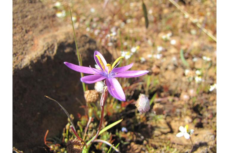 Hesperantha glabrescens&nbsp;14710