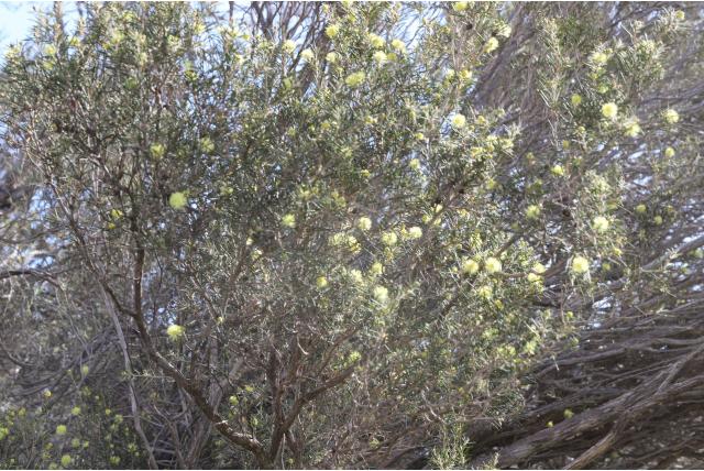 Melaleuca met harde schors