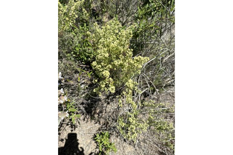 Galium angustifolium -14719