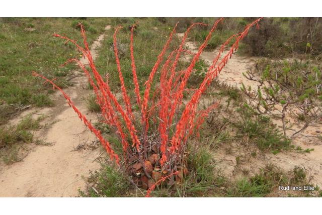 Armstrong's gasteria Armstrong's gasteria