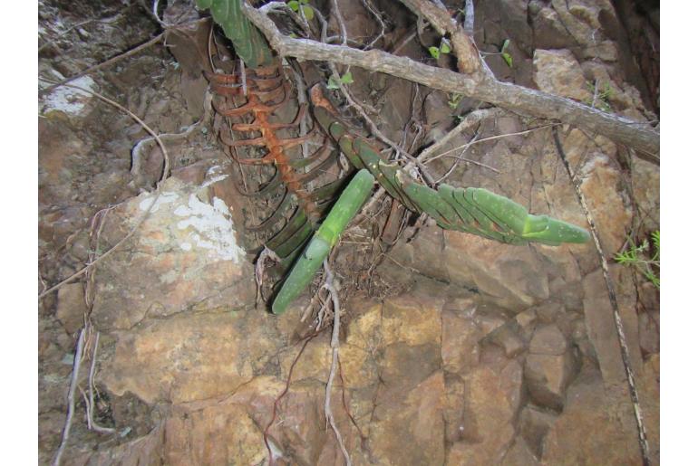 Gasteria rawlinsonii 14721