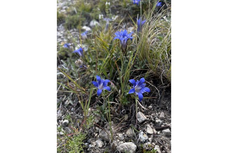Gentiana septemfida ssp grossheimii -14724
