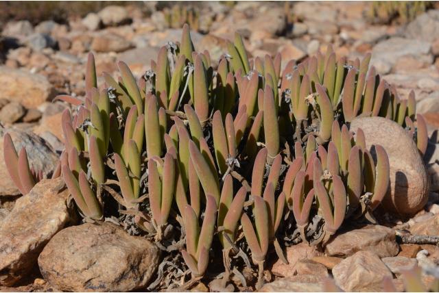 Dikvoetige gibbaeum Dikvoetige gibbaeum