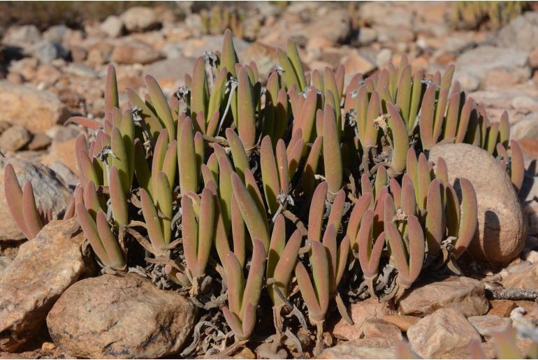 Gibbaeum pachypodium 14727