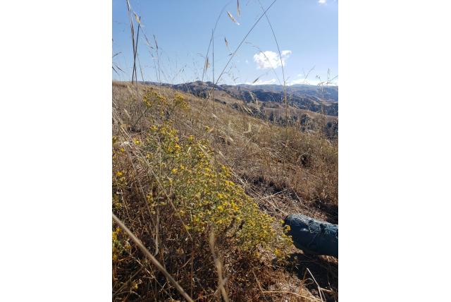 Californische gutierrezia Californische gutierrezia