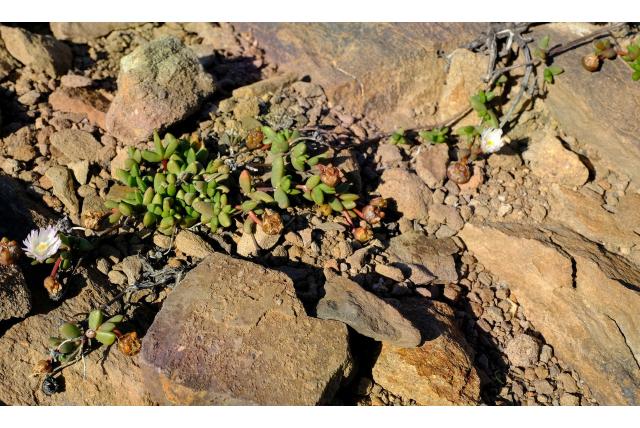 Vlakke hallianthus Vlakke hallianthus