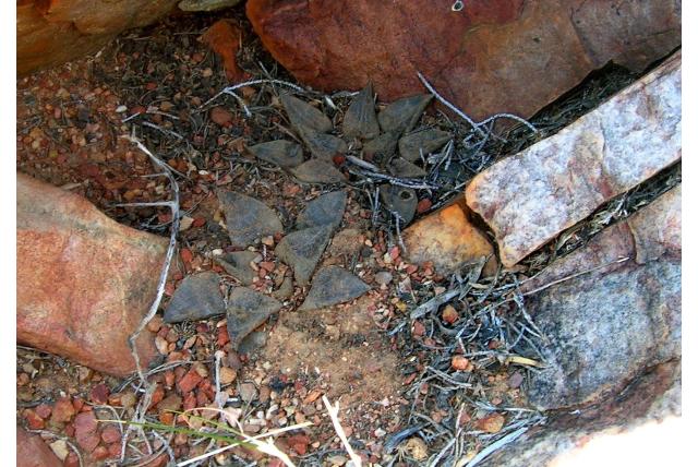 Emely's haworthia Emely's haworthia