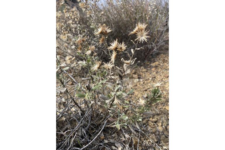 Hazardia squarrosa -14734