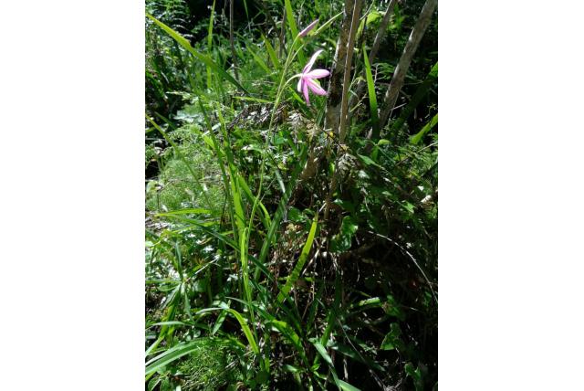 Hutton's hesperantha Hutton's hesperantha