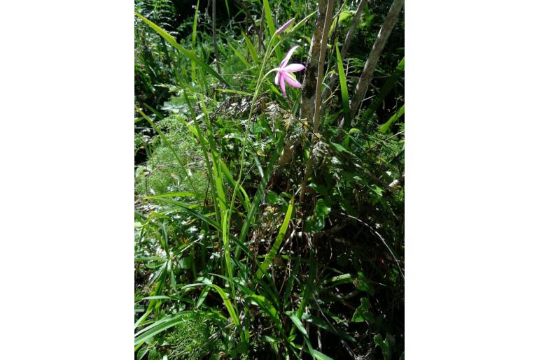 Hesperantha huttonii 14740