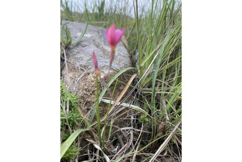 Hesperantha glareosa&nbsp;14749
