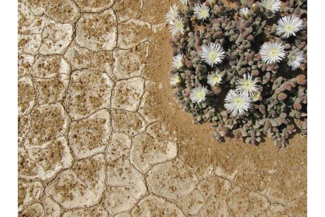 Jacobsenia met bladschede Jacobsenia met bladschede