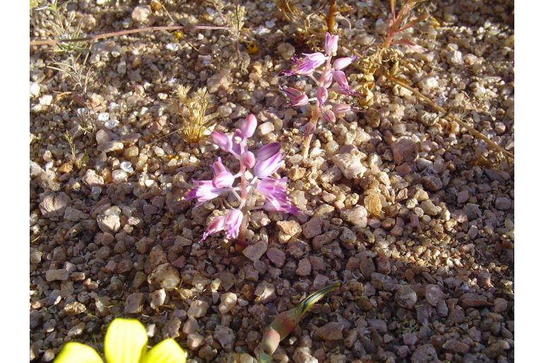 Lachenalia polypodantha 14763