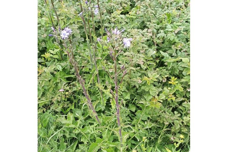 Lactuca plumieri&nbsp;14765