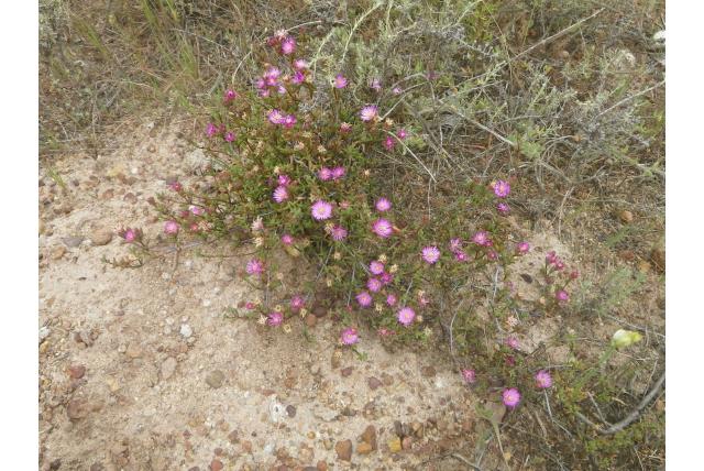 Lampranthus met fijne takken Lampranthus met fijne takken