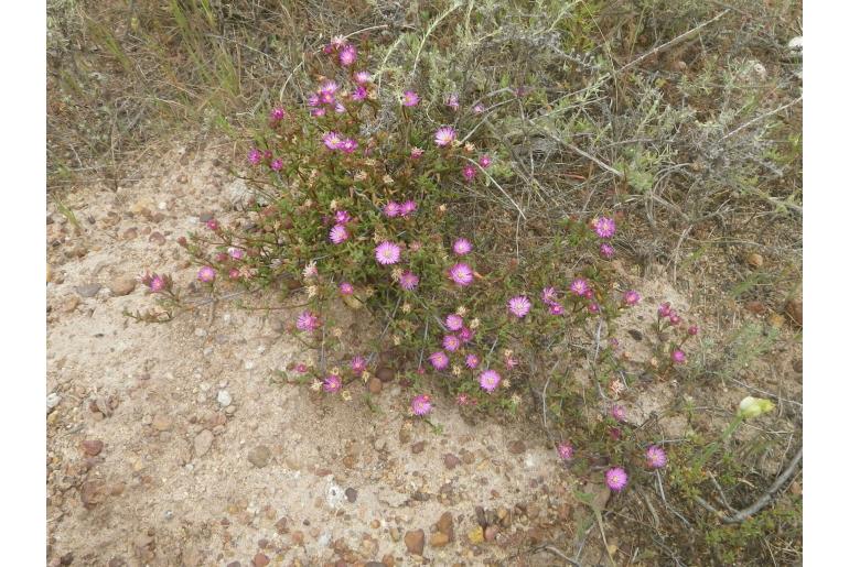 Lampranthus leptaleon 14766