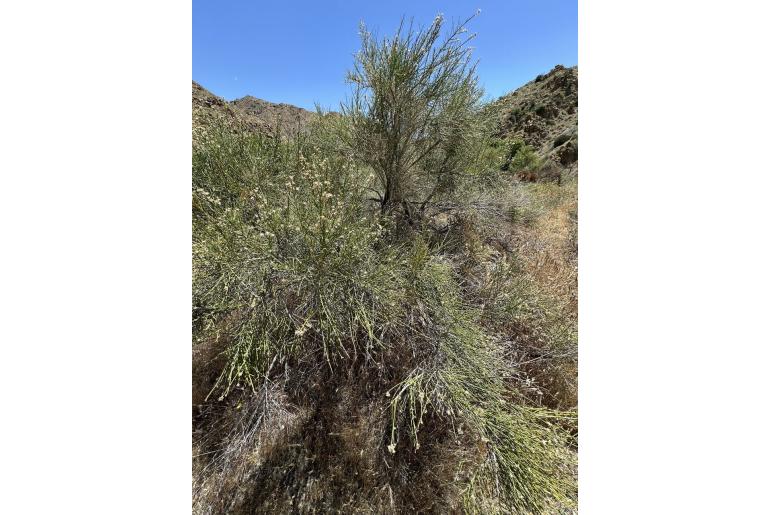 Lepidospartum squamatum -14770