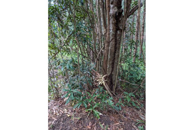 Macadamia tetraphylla -14772