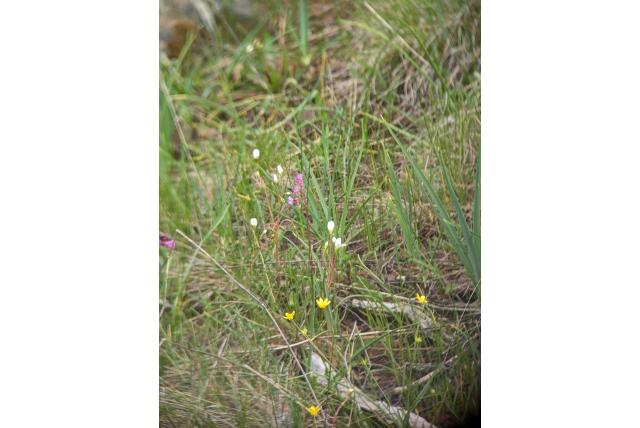 Tegengesteld-blad bitterkruid