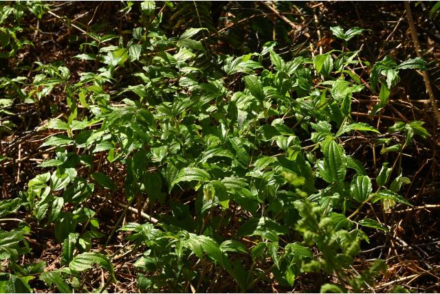Smith's prosartes