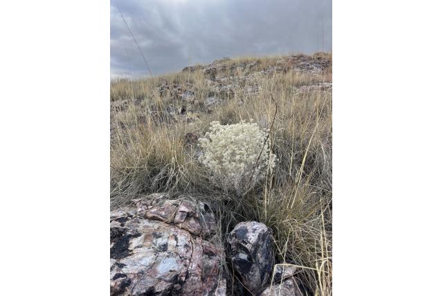 Grijzige pseudognaphalium