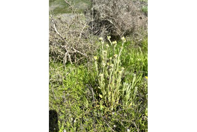 Stro-kleurige pseudognaphalium