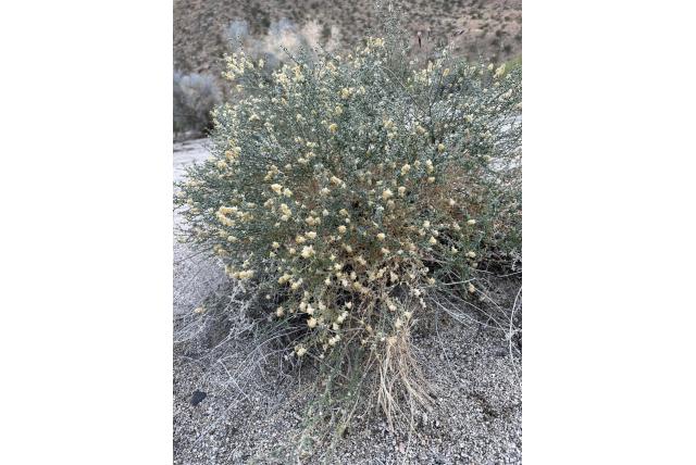 Thurber's petalonyx