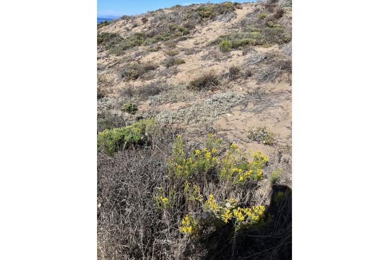 Senecio blochmaniae -14795