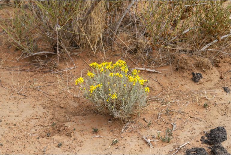 Senecio flaccidus -14797