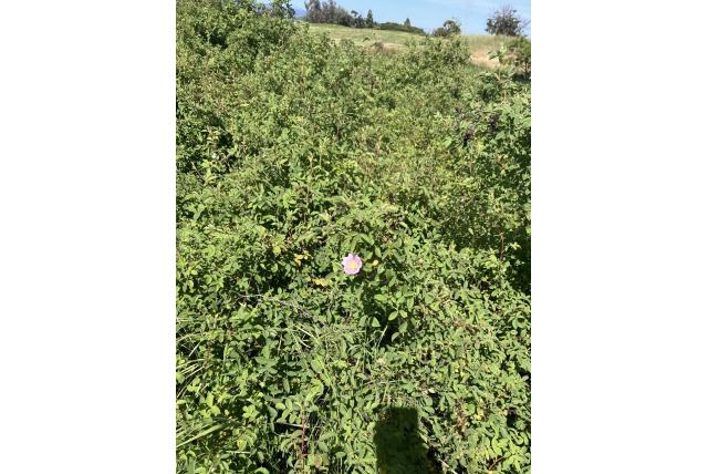 Californische roos
