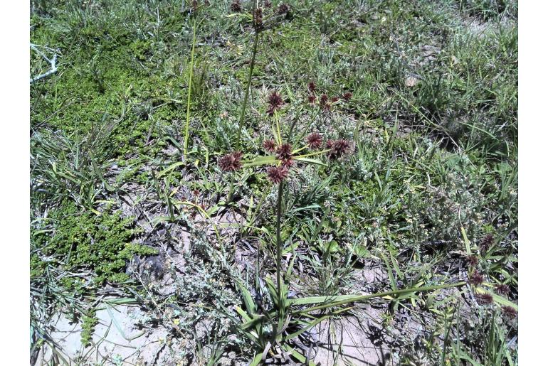 Cyperus tabularis 14802