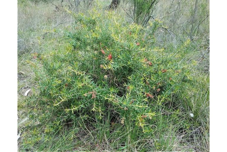 Grevillea juniperina ssp sulphurea -14817